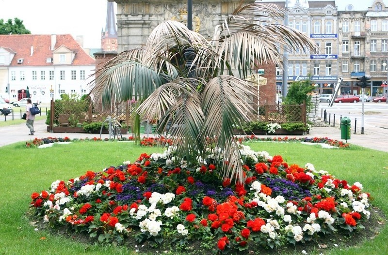 Usychająca palma przy Bramie Portowej
