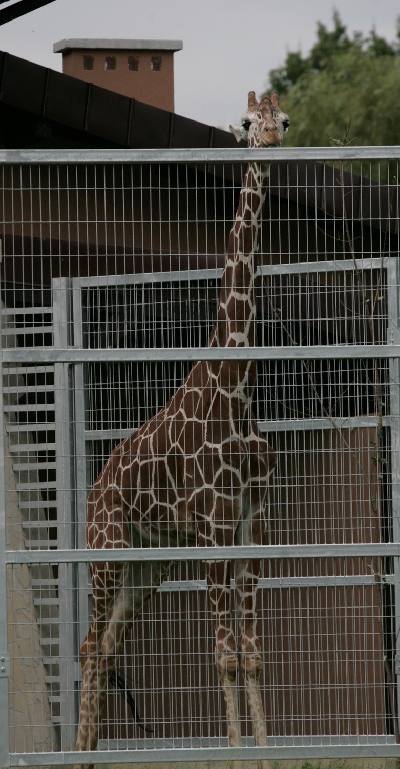 Nowa żyrafa w Śląskim Ogrodzie Zoologicznym