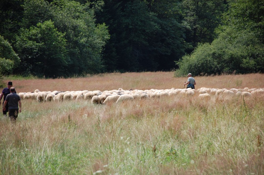 Wypas owiec na łąkach po dawnej wsi Nieznajowa w Magurskim...
