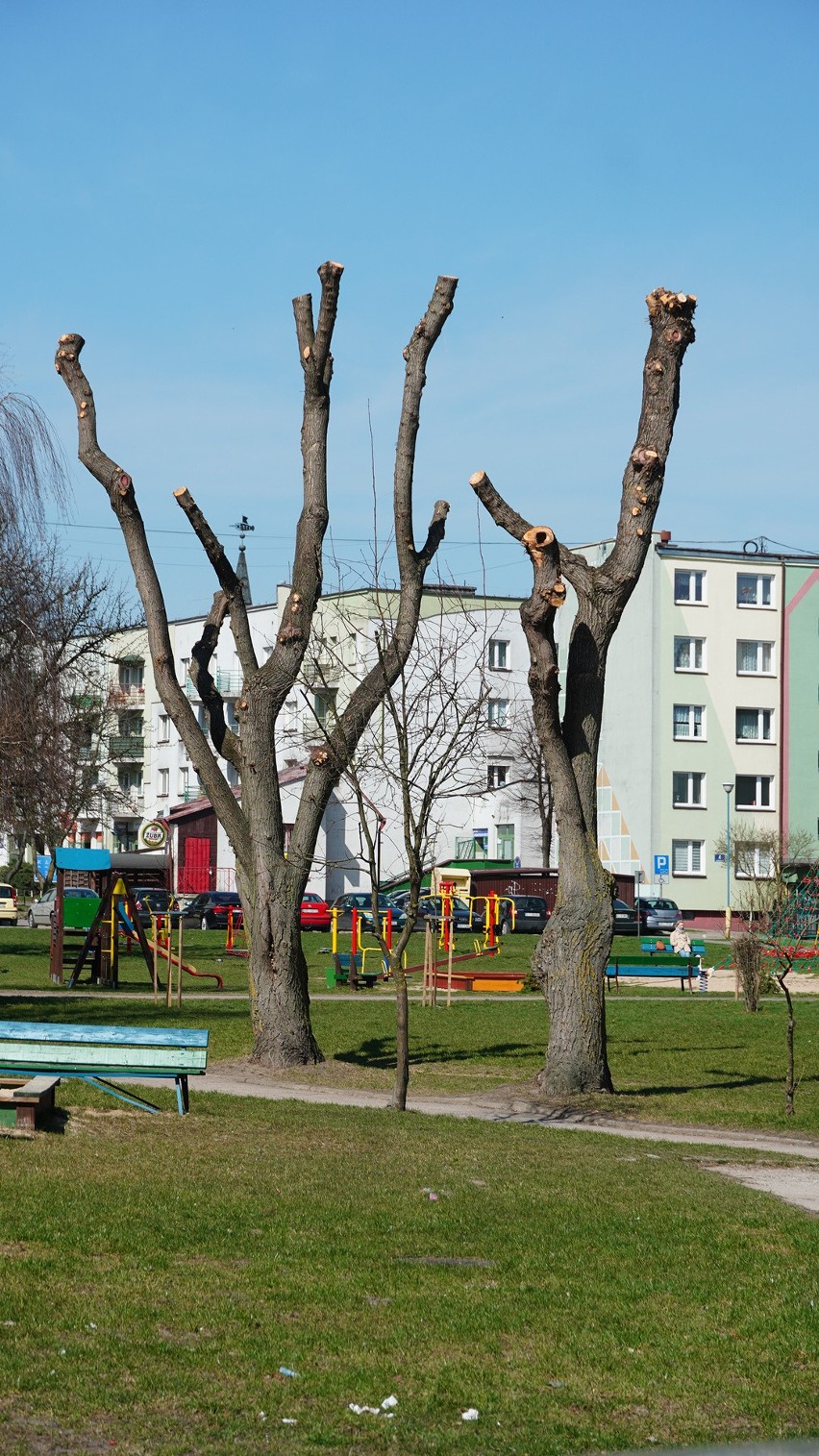 Kikuty drzew przy ul. Jagiellońskiej w Bielsku Podlaskim