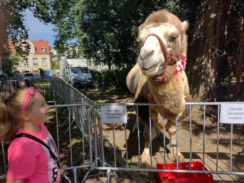 Zwłaszcza dzieci mają frajdę ze spotkania i karmienia...