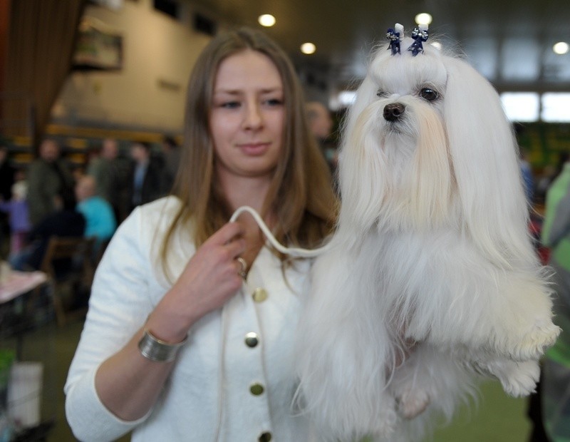 Ponad 650 psów bierze udział w 45. Krajowej Wystawie Psów...