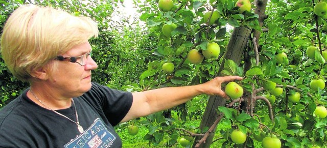 Jolanta Majka pokazuje jabłka obite przez grad