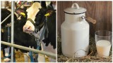 Ile kosztuje wyprodukowanie litra mleka? "Zostają obornik, zmęczenie i satysfakcja"