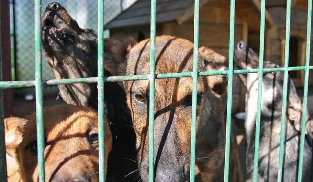 Nowa siedziba schroniska, która ma być oddana do użytku w 2019 roku, ma zaspokoić potrzeby Słupska i okolicznych gmin w związku z wygospodarowaniem właściwie przygotowanych pomieszczeń  i terenów spacerowych dla bezdomnych psów i kotów.