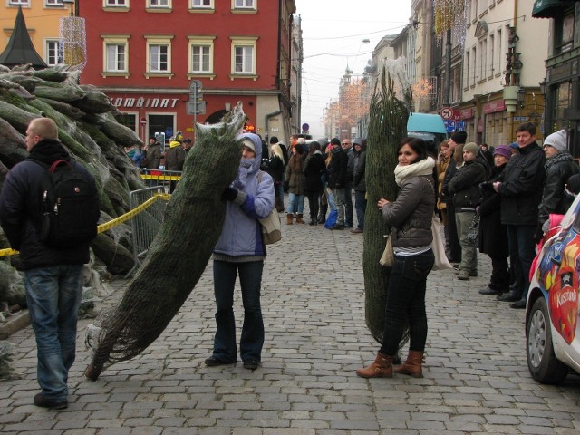 Wrocław, darmowe choinki na placu Solnym