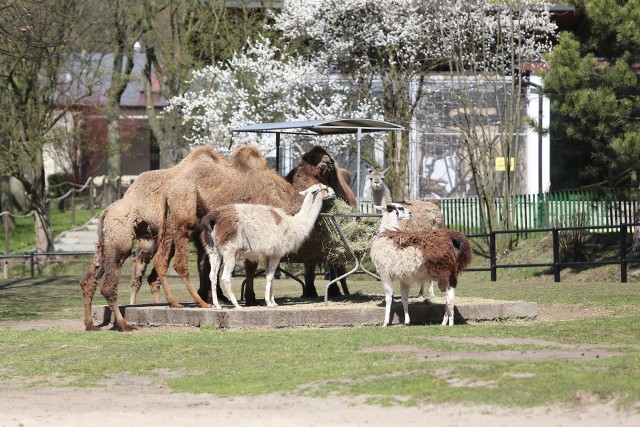 Zoo w Chorzowie otwarte od 1 czerwca. Zobaczcie zwierzaki, których nie można przegapić. Pingwiny będą hitem śląskiego zoo.Zobacz kolejne zdjęcia. Przesuwaj zdjęcia w prawo - naciśnij strzałkę lub przycisk NASTĘPNE