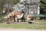 Zoo w Chorzowie już otwarte. Od 1 czerwca można oglądać zwierzaki. Pingwiny pewnie będą hitem śląskiego zoo