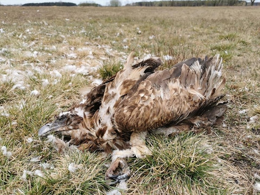Według Polskiego Towarzystwa Ochrony Ptaków, proceder trucia...