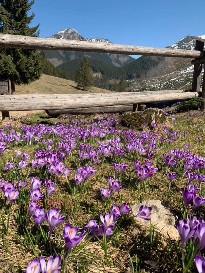 Tatry. Dolina Chochołowska pełna krokusów. I bez tłumu turystów 