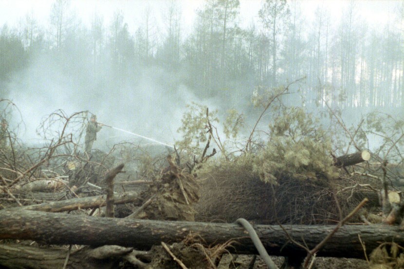 25 lat po pożarze wszechczasów nasze lasy są lepiej...