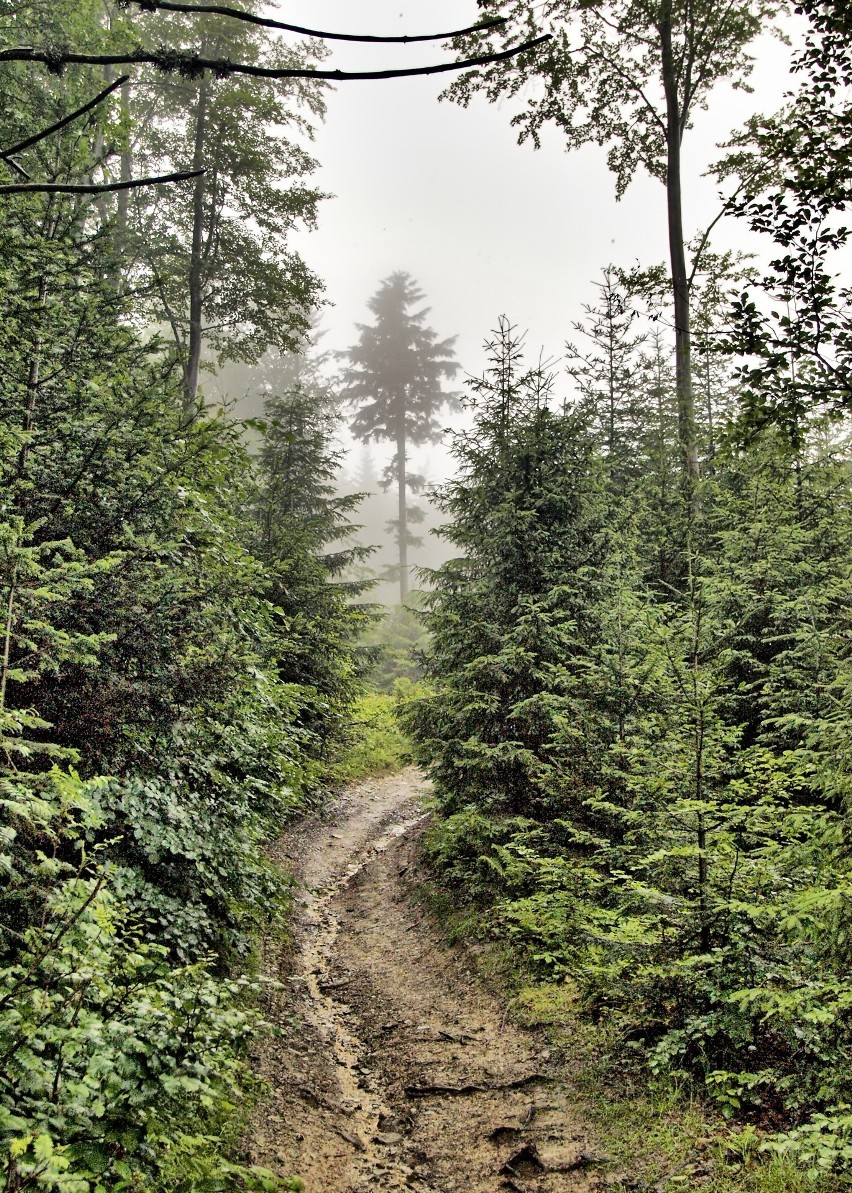 Odkryj Beskid Wyspowy. Mimo niesprzyjającej pogody pokonali Jasień [ZDJĘCIA]