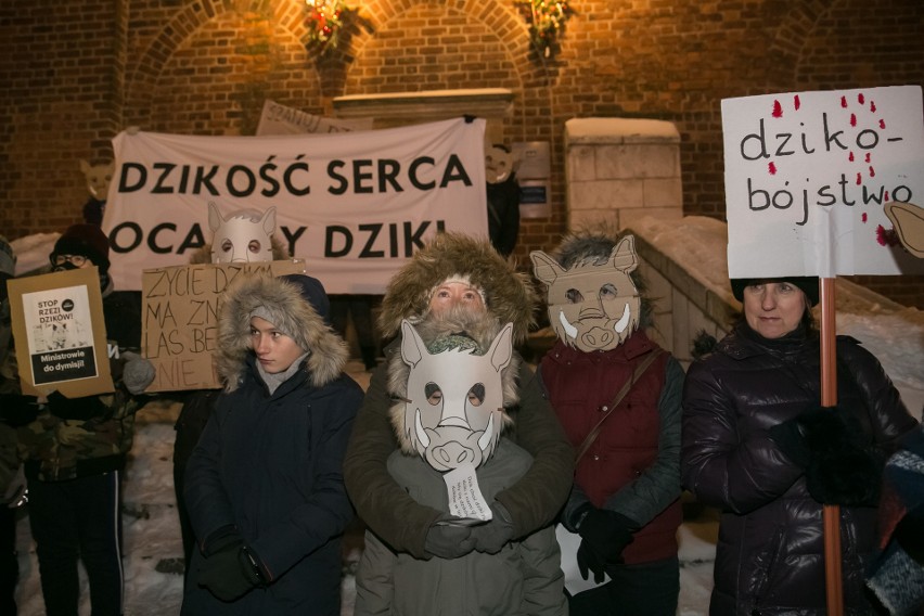 Dziki protest w obronie dzików w Krakowie. "Dzik czuje, tak...