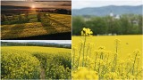 Żółte pola pod Tarnowem. Piękne i malownicze widoki dzięki kwitnącemu rzepakowi. To okazja, aby nacieszyć oczy i zrobić wyjątkowe zdjęcia