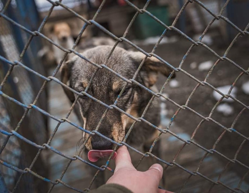 3000 psów ze schroniska w Ukrainie czeka na pomoc. Potrzebna jest karma i koce. W Krakowie trwa zbiórka