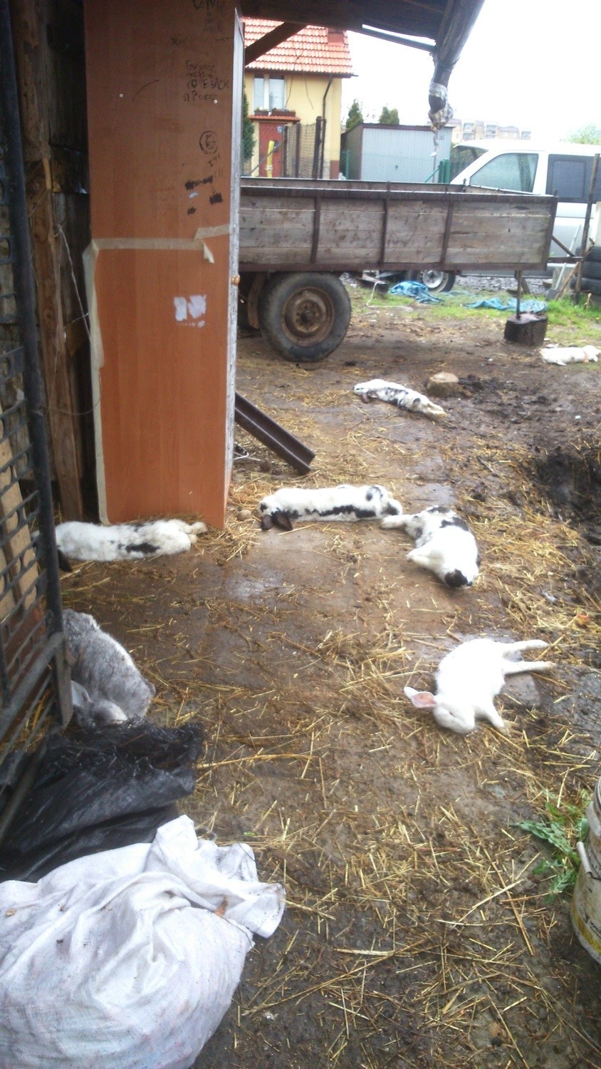 Rzeź królików w Andrychowie. Co mogło zabić zwierzęta? [ZDJĘCIA]