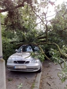 Uszkodzony samochód - przewróciło się drzewo; na szczęście nikt nie ucierpiał [foto, wideo]