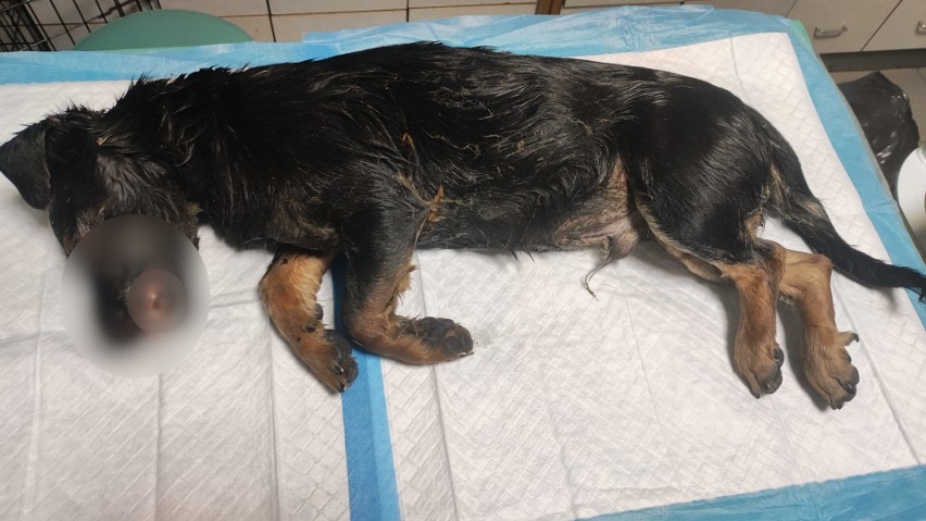 Jest nagroda za pomoc w ustaleniu sprawcy zabicia psa w Miastku. Zrzucili się na nią miłośnicy zwierząt