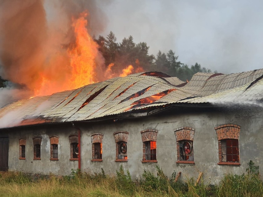 Pożar budynku inwentarskiego w gminie Kołczygłowy. Wszystkie zwierzęta ewakuowane