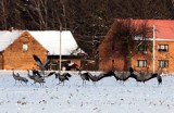 Zima jeszcze trzyma, ale żurawie przyleciały już do Dobrodzienia [zdjęcia]