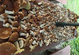 Wysyp grzybów w podlaskich lasach. Zobaczcie zbiory naszych czytelników [ZDJĘCIA]