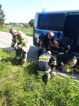 Nietypowa interwencja strażaków i policjantów. Ratowali kaczki