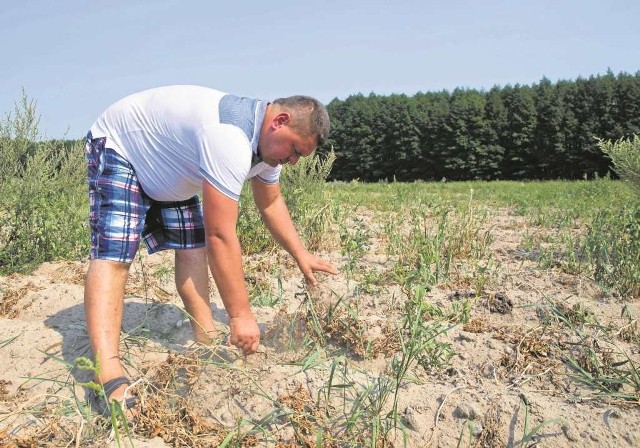 "Susza zrobiła swoje"