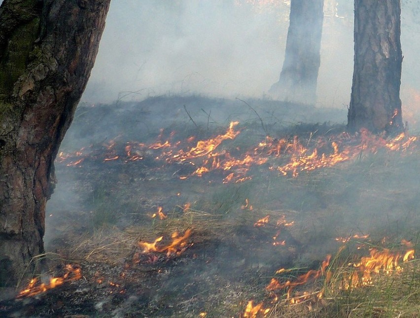 Pożar wybuchł we wtorek, 3 lipca, z samego rana w...