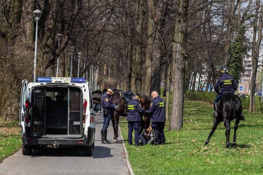 Konny patrol straży miejskiej interweniował w parku Zachodnim. Co się stało? 