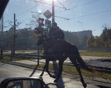 Teofilów: Galopował na koniu po ścieżce rowerowej. Zatrzymała go policja