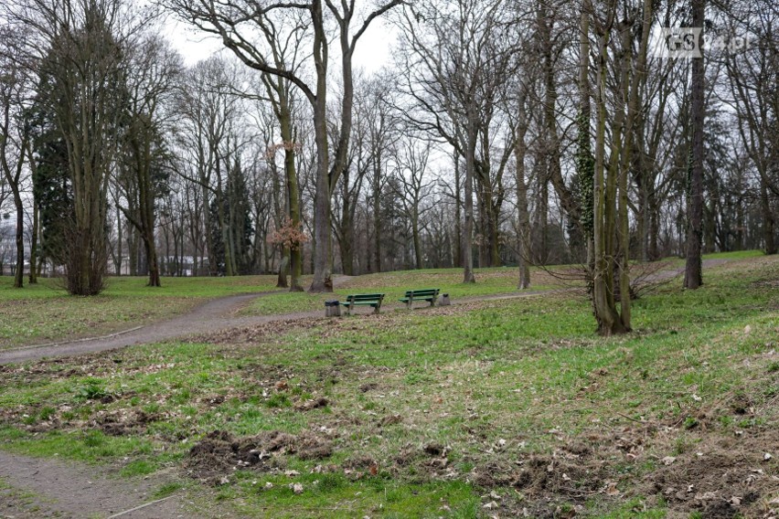 Kolejna masowa wycinka? Miasto planuje strefę rekreacji w parku przy ul. Hożej i uspokaja 