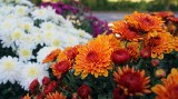 Choroby kwiatów cmentarnych – astrów i chryzantem