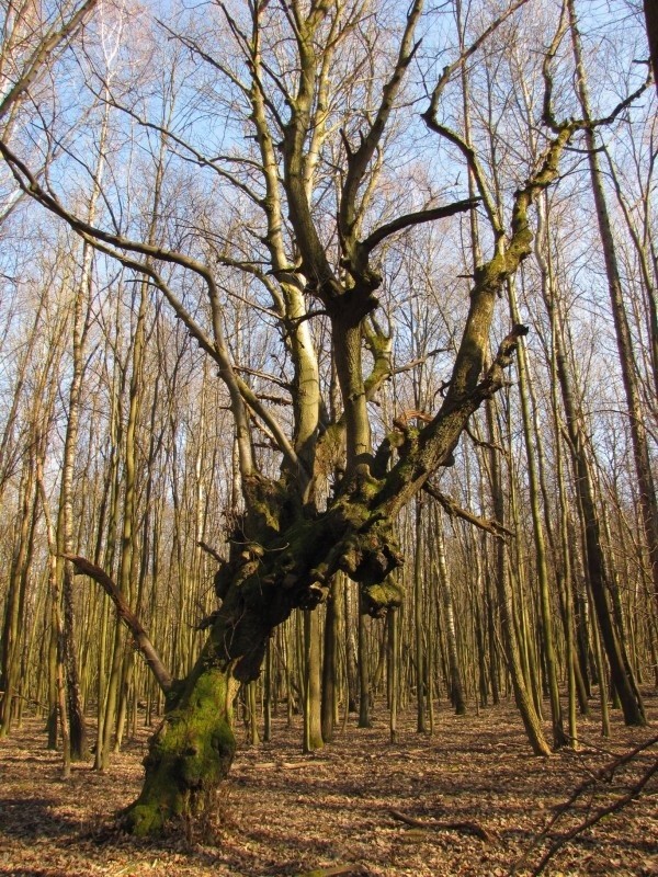 Krzczonowski Park Krajobrazowy...