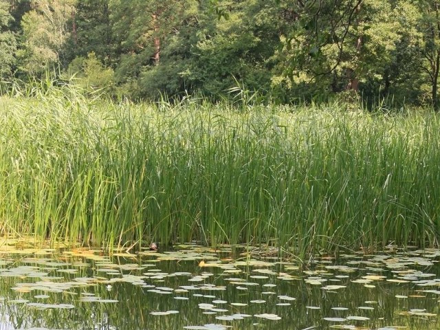 Kęszyckie jest jednym z najczystszych i jednocześnie najmłodszym akwenem w okolicach Międzyrzecza. To sztuczny zbiornik, który powstał w latach 30 minionego wieku po spiętrzeniu Strugi Jeziornej.