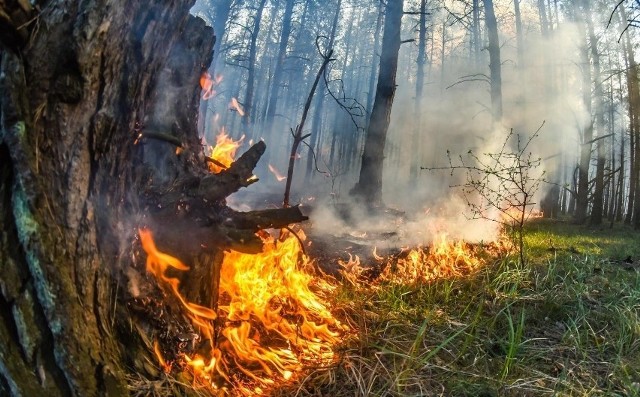 Strażacy walczą z pożarem lasu w okolicach Wełmic.