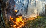 Pożar lasu w okolicach Wełmic w gminie Bobrowice