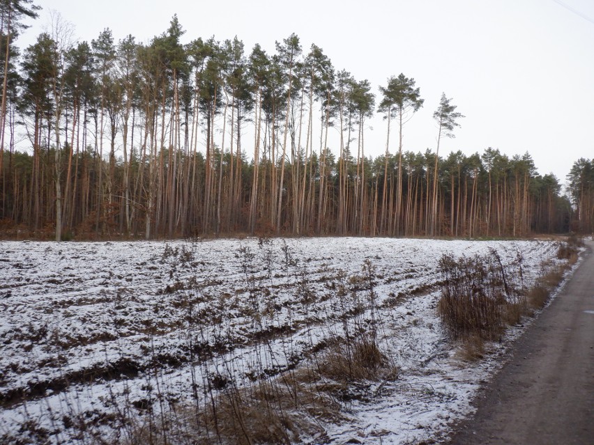 Pogoda w Kujawsko-Pomorskiem. Resztki śniegu ukrywają się w lasach i na polach [zdjęcia]