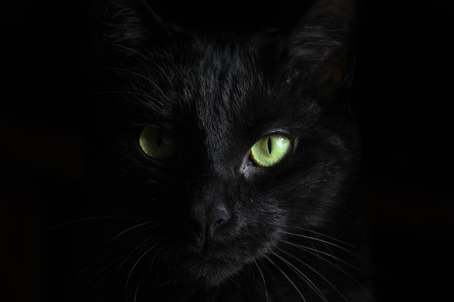 Czarny kotSą tacy, którzy zmieniają trasę, widząc, że ich drogę przeciął czarny kot. Ewentualnie czekają aż ktoś inny odważy się przekroczyć pechową linię. Przez lata podejście ludzi do kotów zmieniało się. W starożytnym Egipcie czworonogi były czczone jako istoty magiczne. Później uznano je za posłańców samego szatana. Przesąd obwiniający o nieszczęścia właśnie czarne koty, pochodzi prawdopodobnie od obrazu złej wiedźmy, przy której boku zawsze kroczył czarny futrzak.