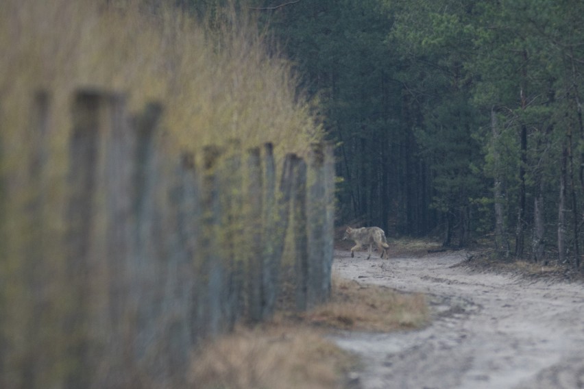 Wilki są ostrożne i czujne, dlatego w większości przypadków...