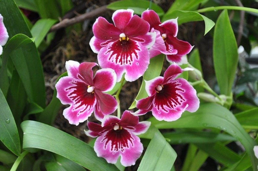 Kwiaty miltonii często kojarzą się ze swojskimi bratkami.