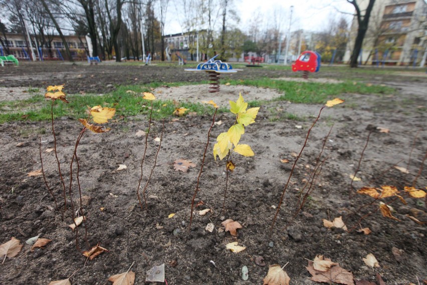 Po trzech latach prac Park Wiśniowy Sad został wyremontowany