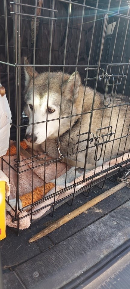 Drastyczna sytuacja w Krościenku Wyżnym. Mężczyzna przywiązał psa do haka holowniczego. Żona odjechała, ciągnąc zwierzę za autem [ZDJĘCIA]