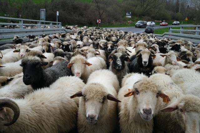W Bieszczadach trwa wiosenny redyk, czyli wypas owiec. Zobaczcie zdjęcia 500 owiec koło Smolnika w gminie Lutowiska.