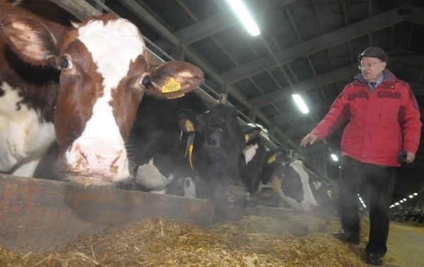 Krowy z fermy w Krotoszynie koło Kietrza jeszcze nie wiedzą, że wkrótce będą "produkować" prąd, gaz i ciepło.