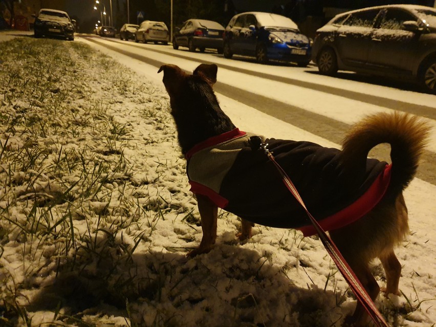 Śnieg w Lublinie. Sypnęło śniegiem, na drogach coraz trudniejsze warunki