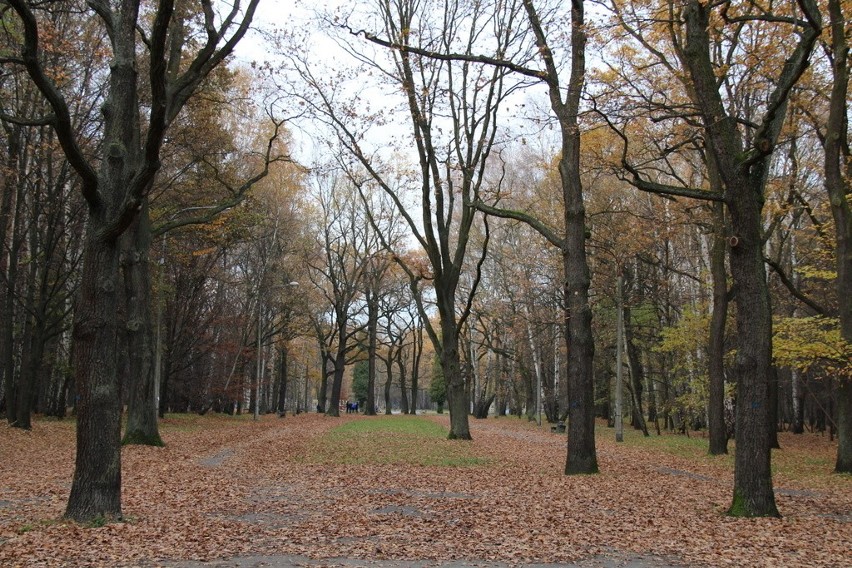 Tak wygląda park Zielona w jesiennych barwach