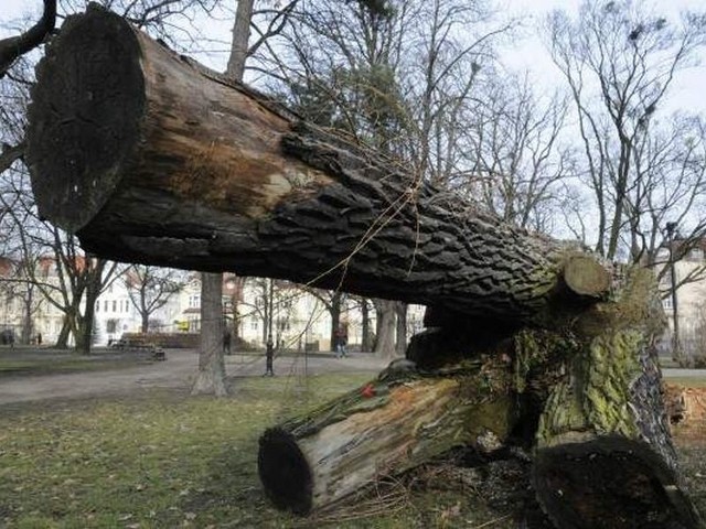 Wycięte drzewa w parku Kochanowskiego.