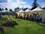 III Piknik Kwitnącej Winorośli w Darominie - na terenie Winnicy Płochockich. Wystąpi Piotr Bukartyk. Znamy program wydarzenia