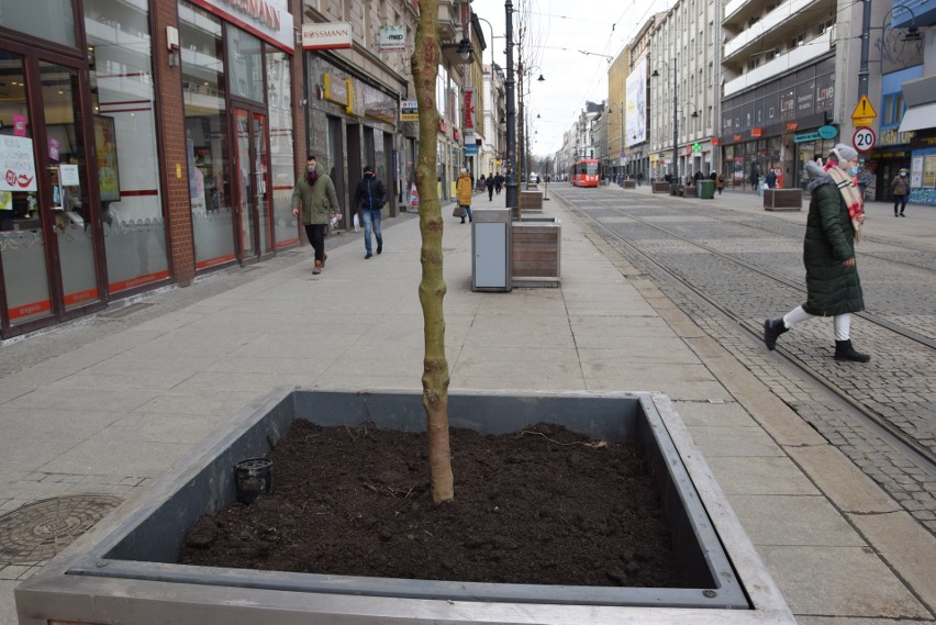 Nowe drzewa na ulicy 3 Maja w Katowicach