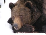 W Bieszczadach nietoperze i gady zapadły w sen, a niedźwiedzie nadal aktywne